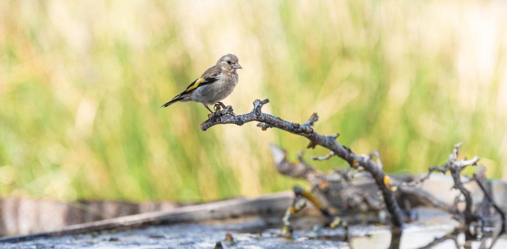 Foto Difusión y concienciación ambiental en redes sociales ADR Nororma