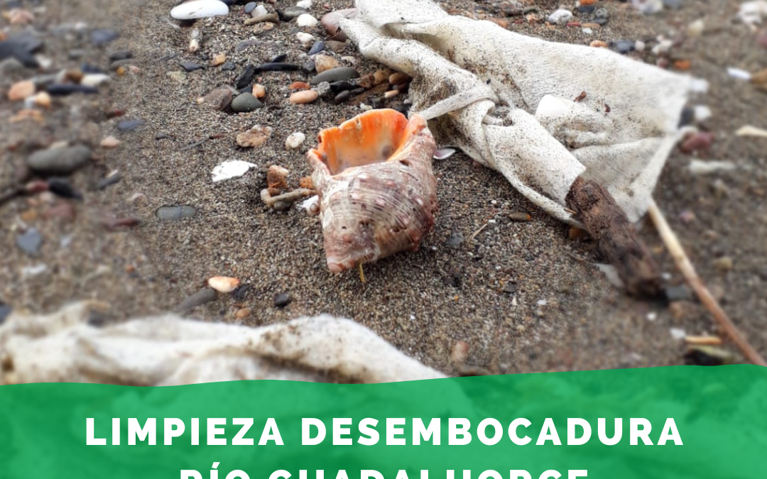 Limpieza en la desembocadura del río Guadalhorce